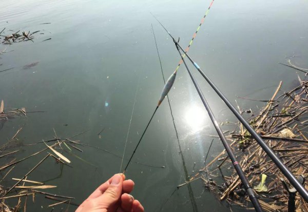 怎样钓白条绝招