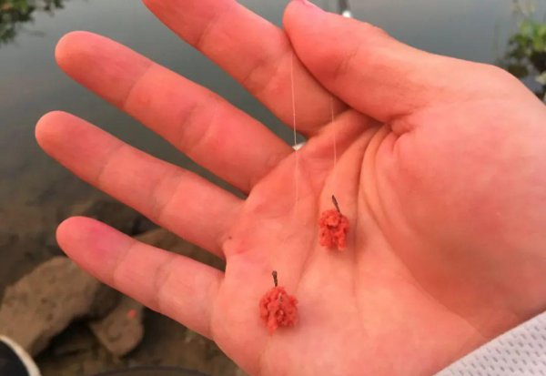 怎样钓白条绝招