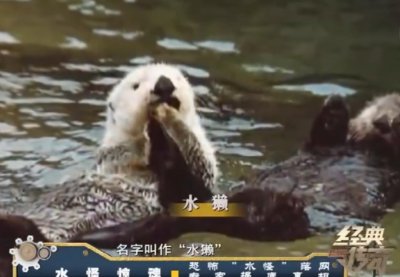 水獭是什么动物 号称水猴子水怪的水獭生活习性介绍