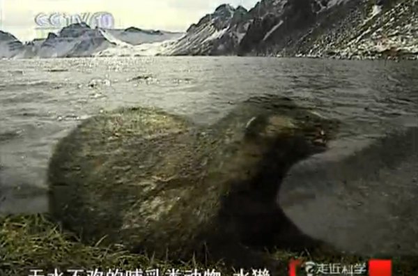 水獭是什么动物