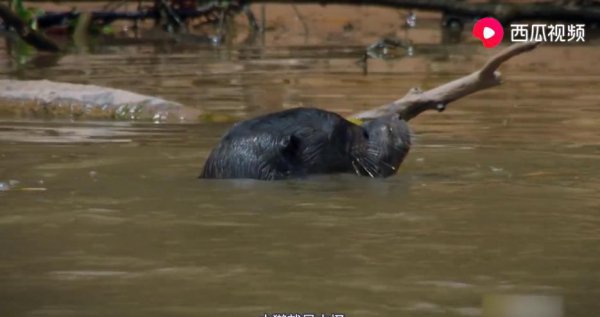 水獭是什么动物