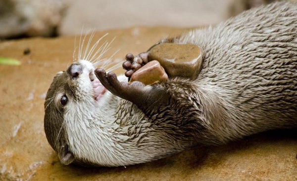 水獭是什么动物