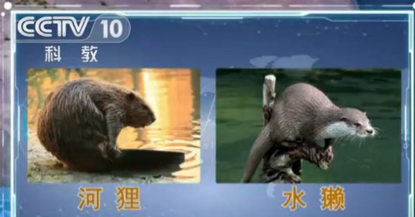 水獭是什么动物