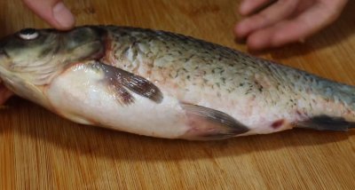 梭鱼身上哪个部位有毒 梭鱼身上哪4个部位毒素最多不能吃