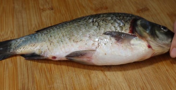 梭鱼身上哪个部位有毒