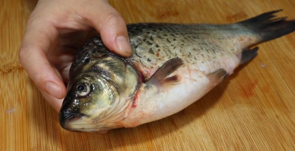 梭鱼身上哪个部位有毒