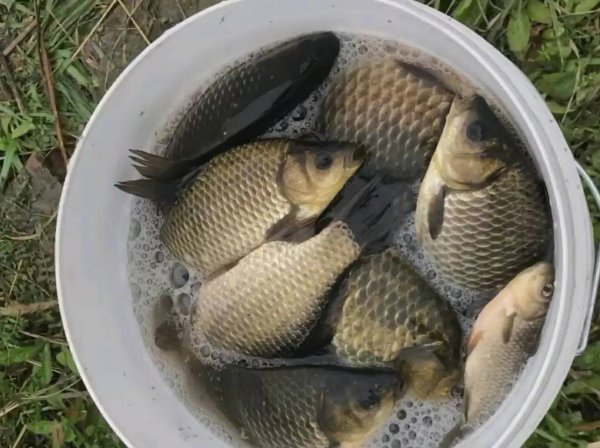 大跑铅钓法的优势及注意事项