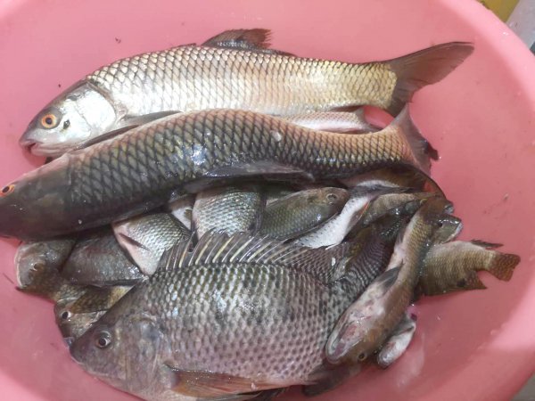 大跑铅钓法的优势及注意事项