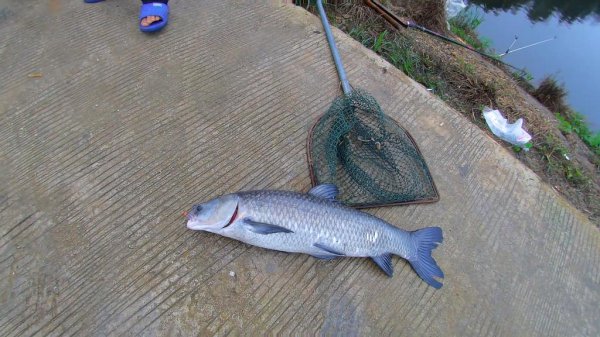 大跑铅钓法的优势及注意事项