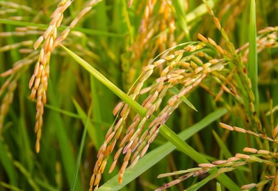 五谷杂粮是哪五种粮食 五谷杂粮具体指哪几种