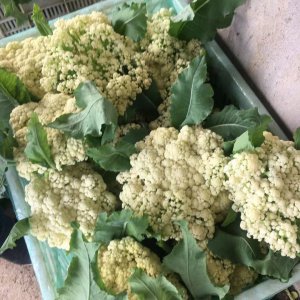 卖蔬菜利润一般大概多少 开个卖蔬菜店铺卖1000赚多少