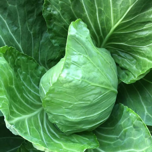 卖蔬菜利润一般大概多少