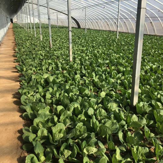 卖蔬菜利润一般大概多少