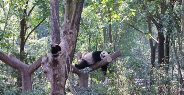 成都和重庆哪个城市更适合居住生活