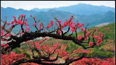 诗歌的表现手法有哪些 古代诗歌的常用表现手法及作用