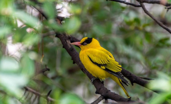 诗歌的表现手法有哪些