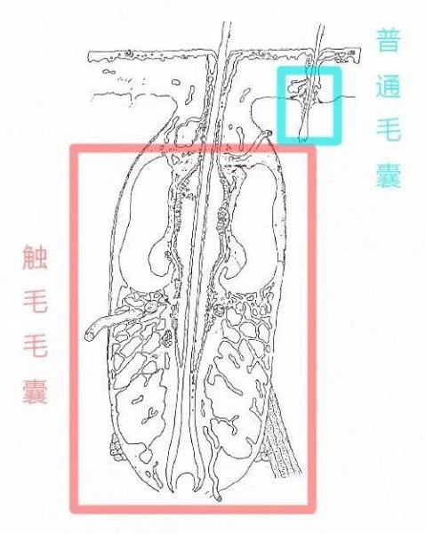 猫胡子剪了有什么后果