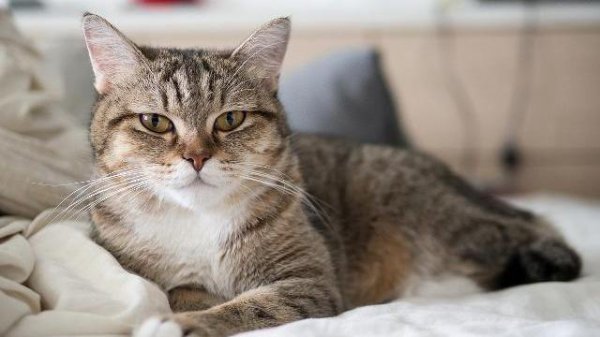 猫胡子剪了有什么后果