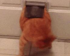 猫胡子剪了有什么后果