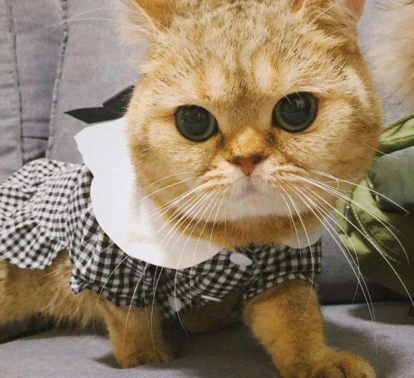 猫胡子剪了有什么后果