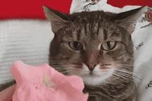 猫胡子剪了有什么后果