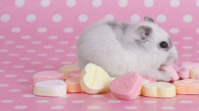 仓鼠鼠粮没了暂时吃啥 仓鼠没有鼠粮了可以吃什么食物