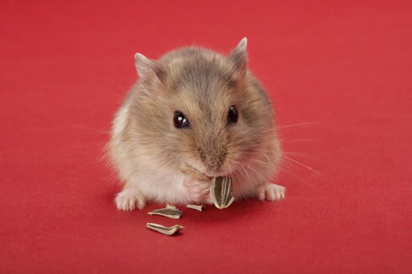 仓鼠鼠粮没了暂时吃啥