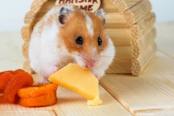 仓鼠鼠粮没了暂时吃啥