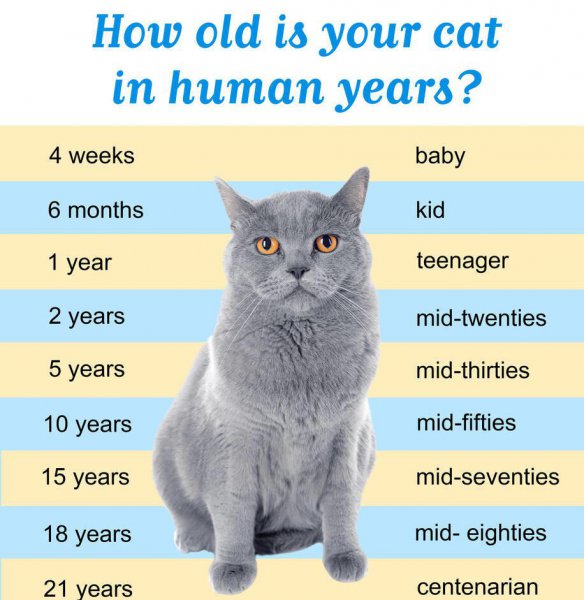 一般家猫的寿命多少年