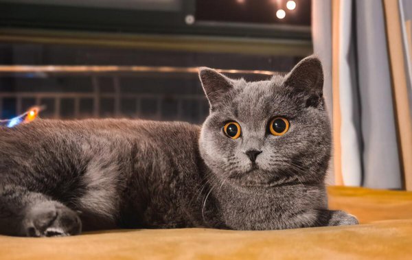 一般家猫的寿命多少年