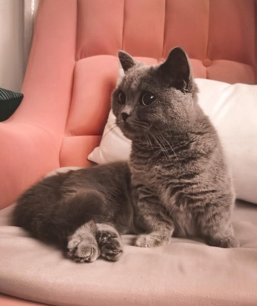 一般家猫的寿命多少年