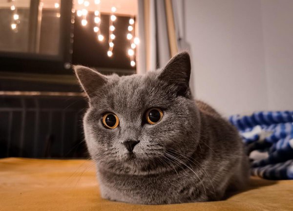 一般家猫的寿命多少年