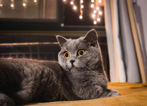 一般家猫的寿命多少年