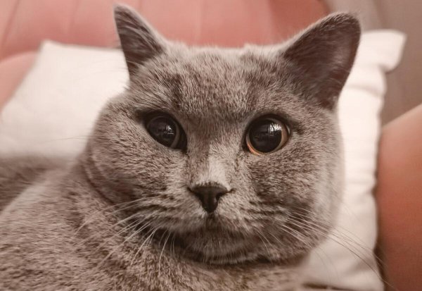 一般家猫的寿命多少年