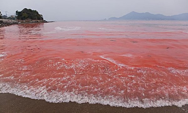 红海盐度高的原因