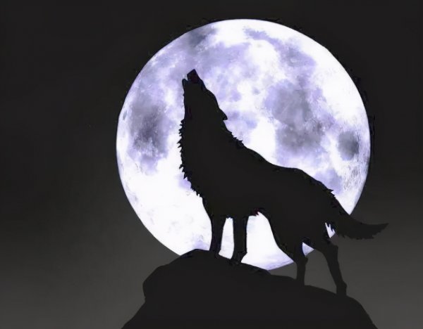 狗为什么对人类忠诚度原理