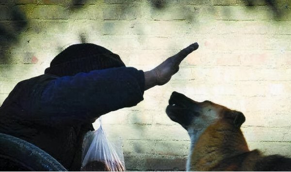 狗为什么对人类忠诚度原理