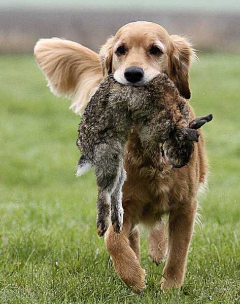 狗为什么对人类忠诚度原理