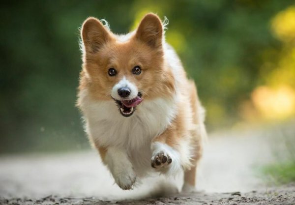 狗为什么对人类忠诚度原理