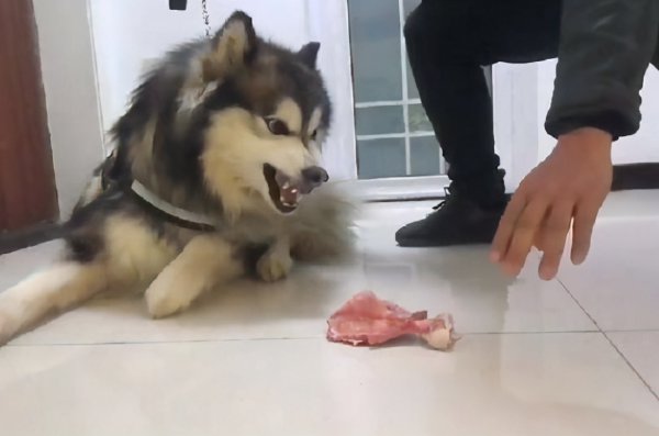 狗为什么对人类忠诚度原理