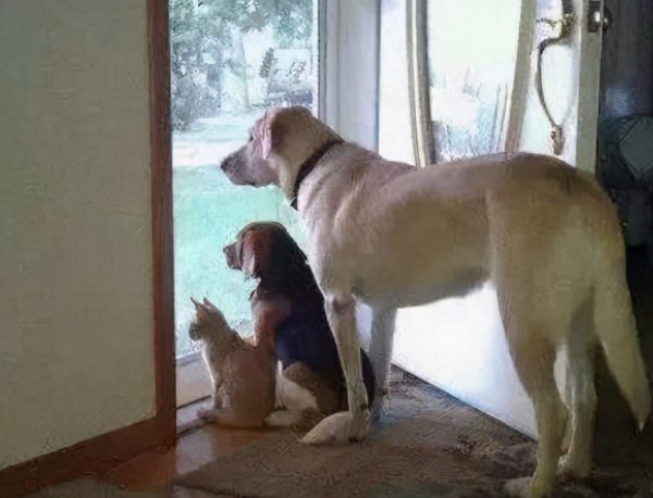 狗为什么对人类忠诚度原理