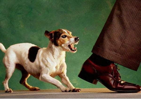 狗为什么对人类忠诚度原理