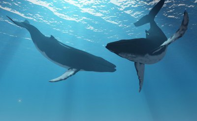 世界上最大的蓝鲸有多大 最大蓝鲸有多重多长多少米