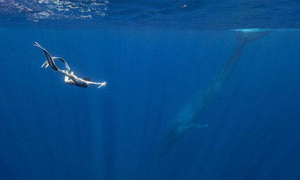 世界上最大的蓝鲸有多大