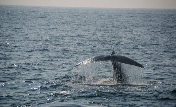 世界上最大的蓝鲸有多大