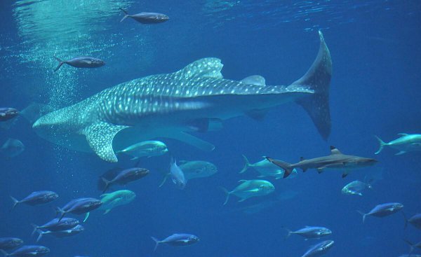 世界上最大的蓝鲸有多大