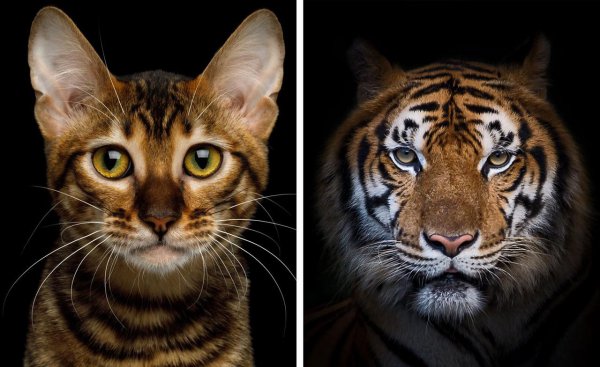 长得像老虎的猫是什么品种