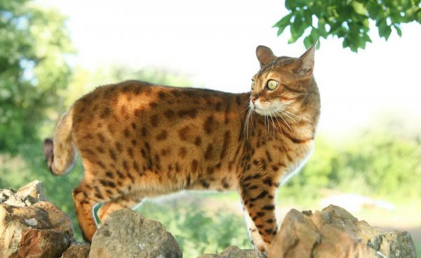 长得像老虎的猫是什么品种