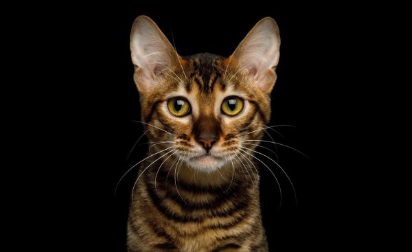 长得像老虎的猫是什么品种