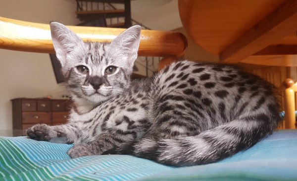 长得像老虎的猫是什么品种